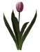 Цветы в PNG